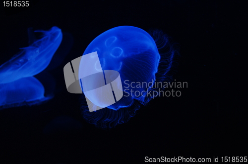 Image of Jellyfish in the dark