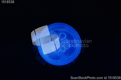 Image of Fluorescent jellyfish