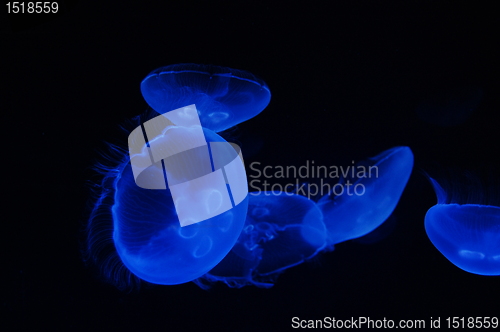 Image of Fluorescent jellyfish