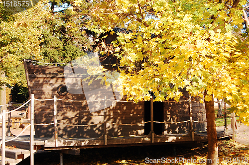 Image of Maples in the autumn park