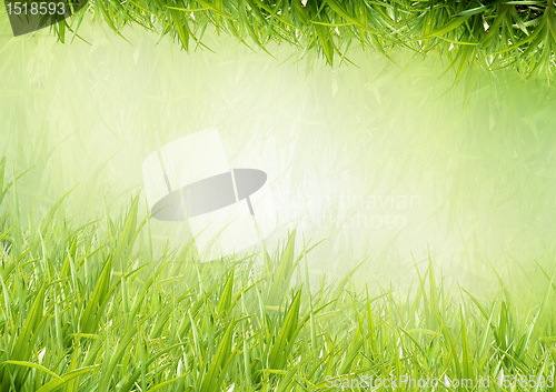 Image of Background from a grass