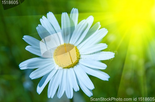 Image of camomile