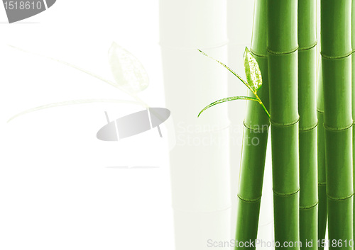 Image of Bamboo isolated on white
