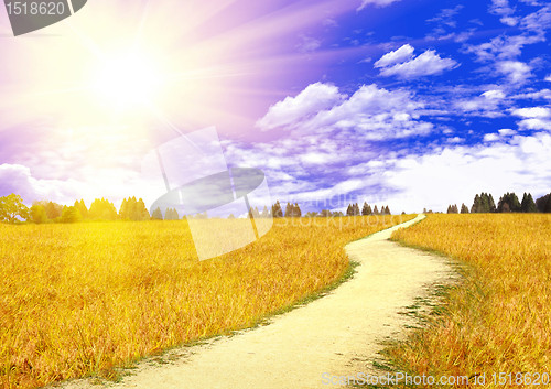 Image of Wheat field