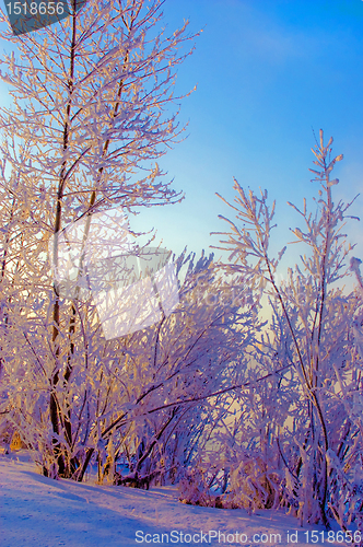 Image of 	Siberian winter