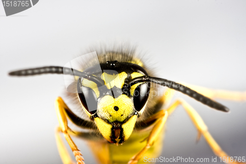 Image of head of wasp in grey background