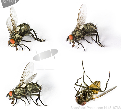 Image of Dead horse flys