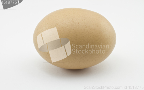 Image of Chicken Egg