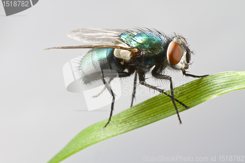 Image of house fly in extreme close up sitting on leaf