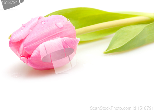 Image of Pink Tulip