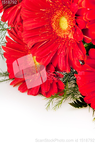 Image of Gerbera Flower