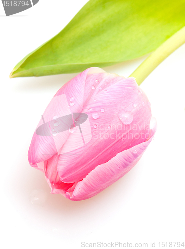 Image of Pink Tulip 