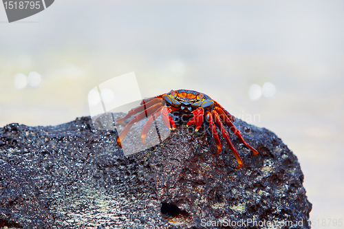 Image of Sally lightfoot crab on Galapagos