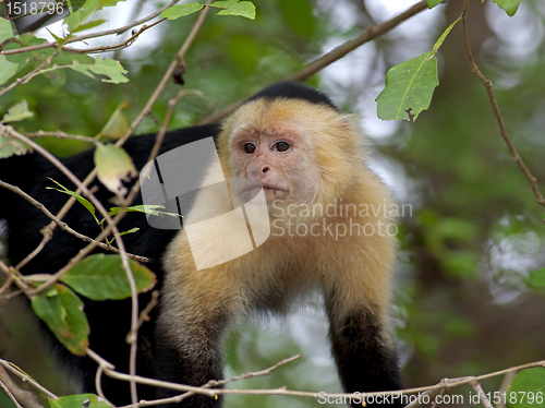 Image of White faced Capuchin