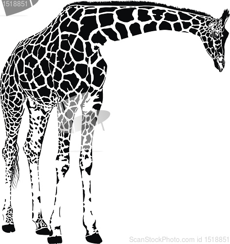 Image of giraffe