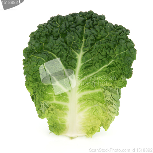 Image of Savoy Cabbage Leaf
