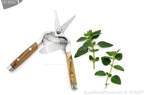 Image of Secateurs and Marjoram Herb