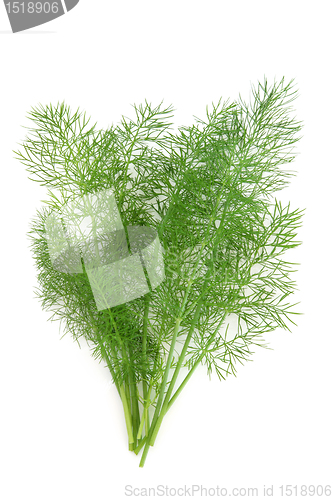 Image of Dill Herb Leaf Sprig