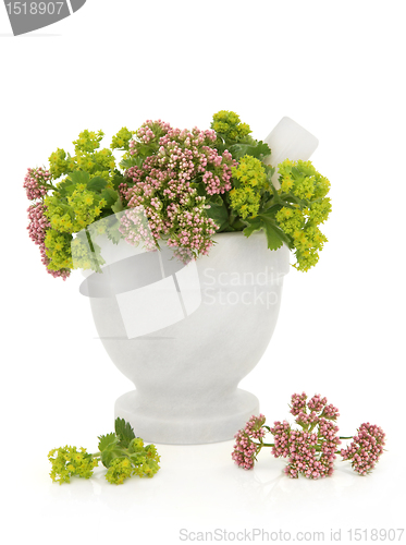 Image of Valerian and Ladys Mantle Herbs