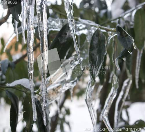 Image of iced leaves