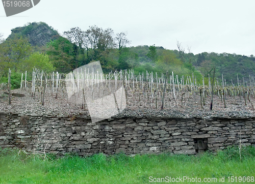 Image of vineyard in the Vulkan Eifel