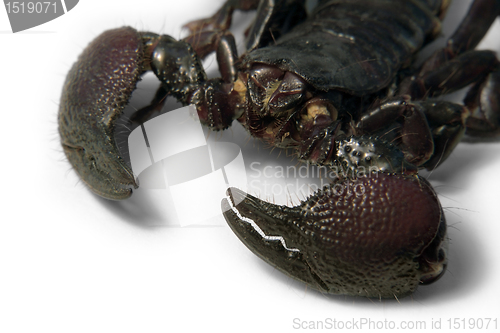 Image of scorpion face detail