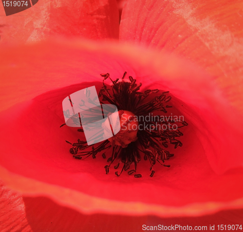 Image of red corn poppy detail