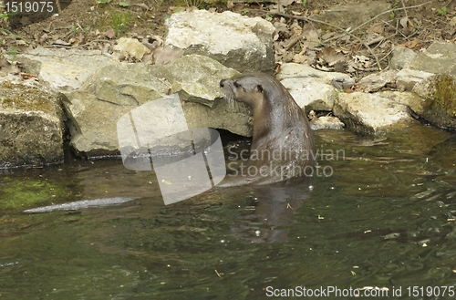 Image of Otter in waterside ambiance