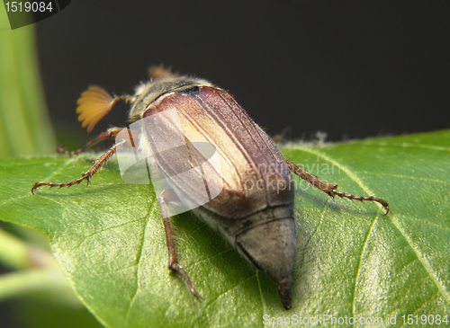 Image of may beetle sitting on a twig