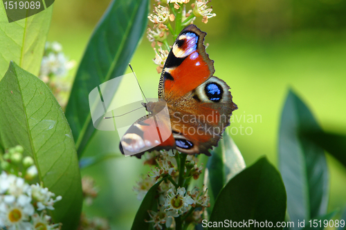 Image of peacock butterfly in green back