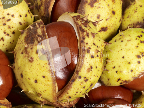 Image of horse chestnuts