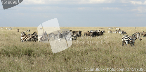 Image of Serengeti animals in high grass