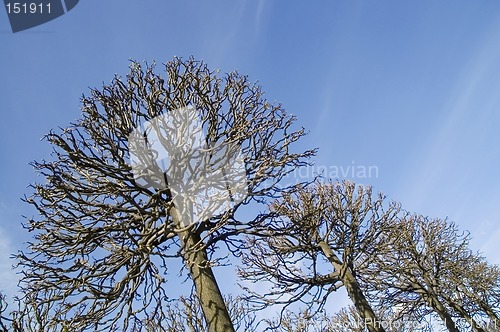 Image of Trees on a background of the sky