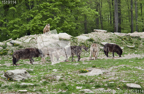 Image of pack of Gray Wolves