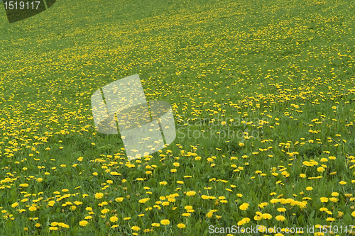 Image of flowery grassland