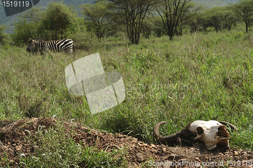 Image of african vegetation with Zebra and skull