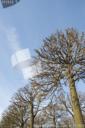 Image of Trees on a background of the sky