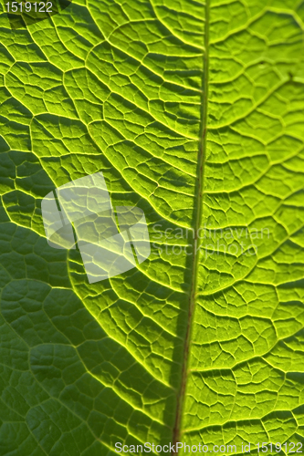 Image of sunny geeen leaf closeup