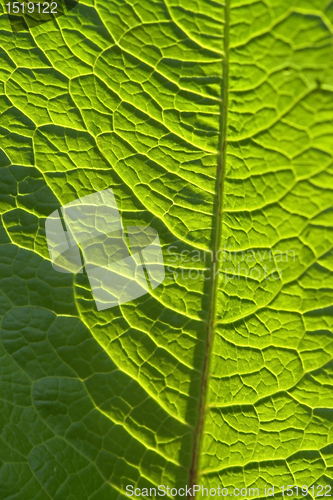 Image of sunny geeen leaf closeup