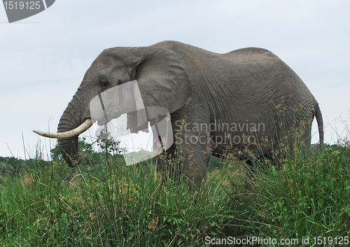 Image of Elephant in high grown grass