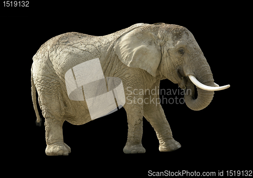 Image of african elephant