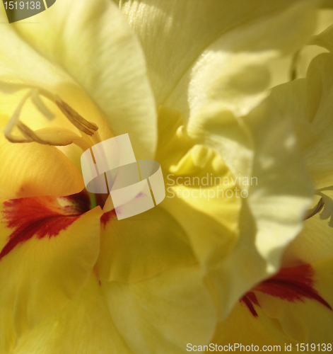 Image of yellow gladiolus flower closeup