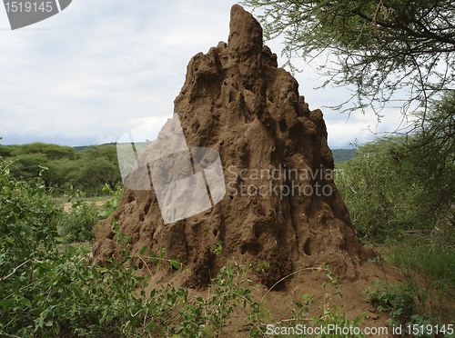 Image of termite hill in Africa