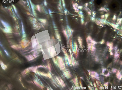 Image of colorful nacre closeup