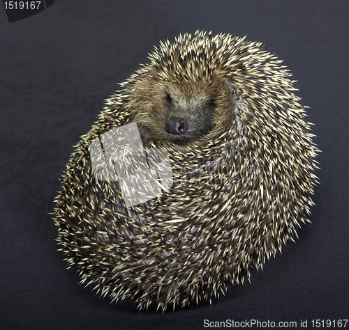 Image of rolled-up hedgehog in dark back