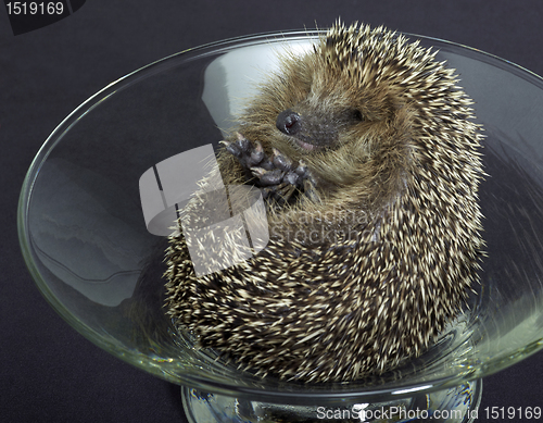 Image of hedgehog in a glass bowl