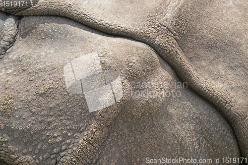 Image of rhinoceros skin