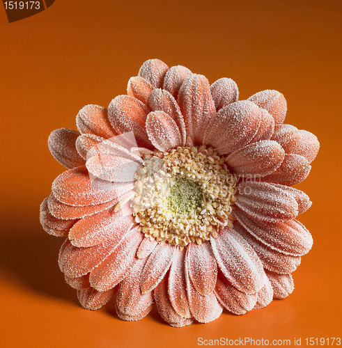 Image of iced gerbera flower