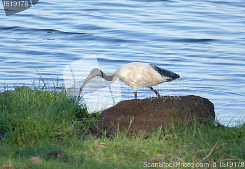 Image of African Sacred Ibis