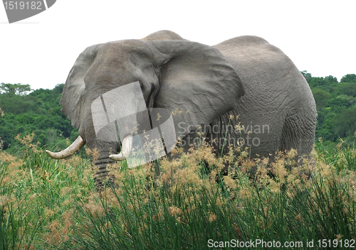 Image of Elephant in high grassy vegetation